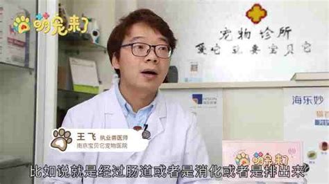 猫异食癖怎么办,猫呕吐了怎么办