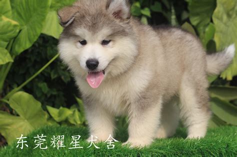 阿拉斯加犬好养吗一个月要花费多少,阿拉斯加犬最便宜多少钱