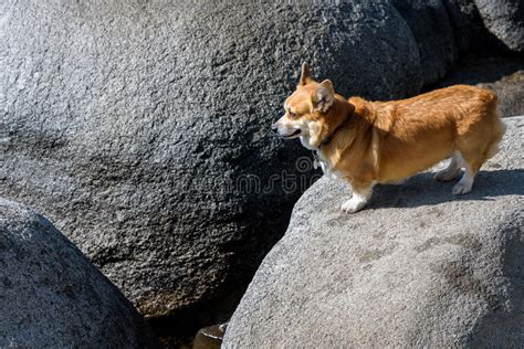 柴犬不喜欢出门,小狗不愿出门怎么回事