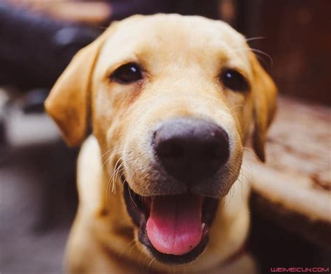 1条拉不拉多犬要多少钱,你喜欢拉布拉多犬吗