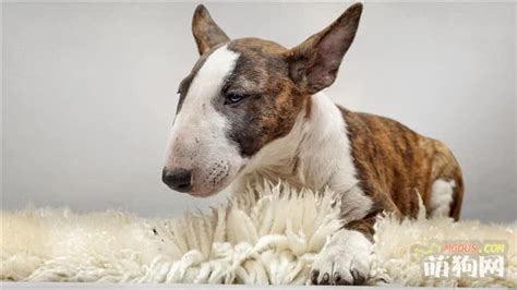 什么颜色的边牧贵,看看你钟情什么颜色的边牧