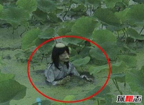乌龟吃的什么,乌龟都吃什么