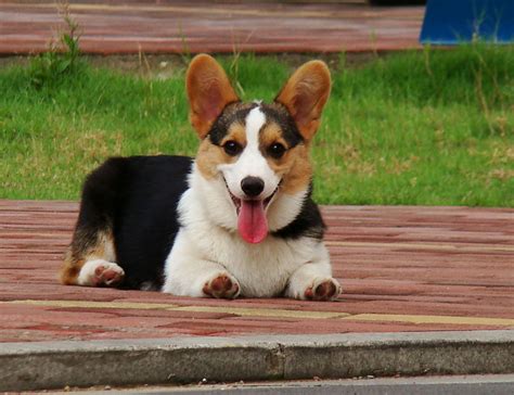 柯基犬高多少钱,柯基犬怎么样