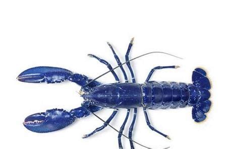 为什么龙虾是蓝色的,蓝龙虾比一般的龙虾味道好么