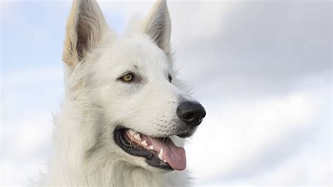 阿拉斯加吃什么主食,给阿拉斯加犬吃什么最合适