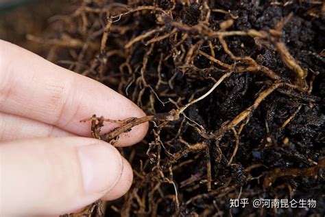 年为root,陷入困境的Root