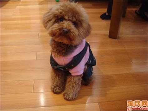 什么狗狗洗澡液好,狗狗洗澡浴液哪个好