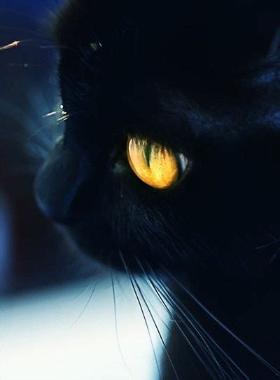 两个月小猫断胡子,小猫为什么断胡子