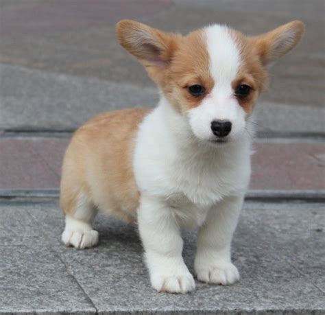 柯基犬价格让人望而却步,纯种柯基犬价格多少钱一只