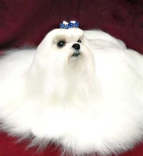 狗为什么长白色的毛,狗的毛为什么长结了