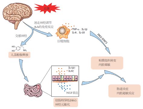 临时性造口肠道清洁方法,护士如何指导病人肠道清洁 方法