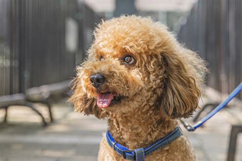 一只纯种泰迪需要多少钱小泰迪犬大概多少钱一只,幼犬泰迪多少元