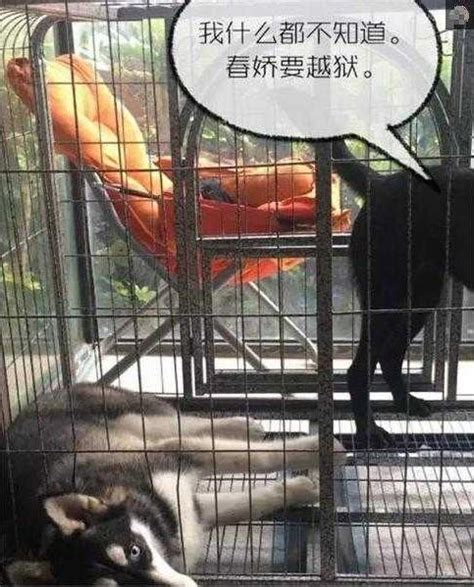 斗牛犬一个月要多少钱,法国斗牛犬大概多少钱一只