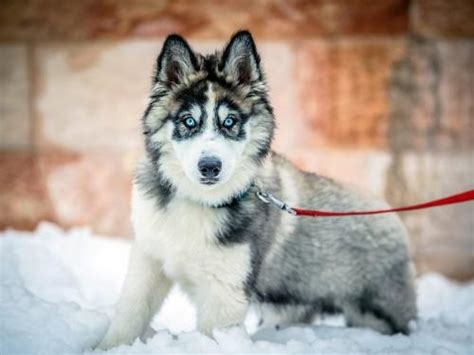 我的狗狗晕车如果必须坐车该怎么样,小奶狗晕车会怎么样