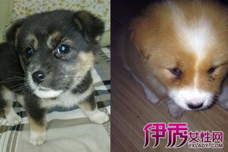 中华田园犬和金毛哪个好中华田园犬有什么优点,中华田园犬什么好