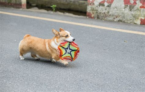 公狗狗绝育手术后注意什么,公犬绝育需要开肚子吗