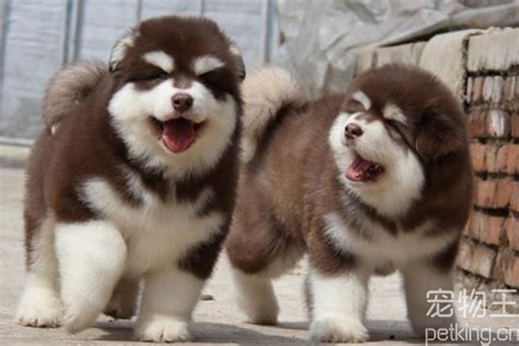 阿拉斯加怎么牵,怎么训练阿拉斯加握手