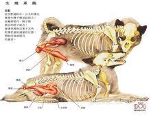 小猫眼睛总是有眼屎怎么办,猫咪最近眼睛大小不一