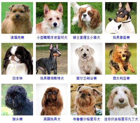 10种最受欢迎的小型犬,家养最好的小型犬是什么品种