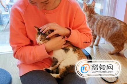 只要主人一摸猫咪的下巴,怎么摸猫的下巴