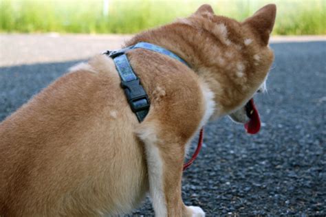 老干咳吃什么药效果好,犬干咳吃什么药效果好