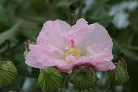 木芙蓉诗词7首,搴芙蓉兮木末什么意思