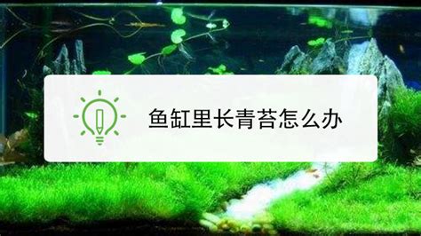 鱼缸水黄是怎么回事,如何解决鱼缸水黄混浊