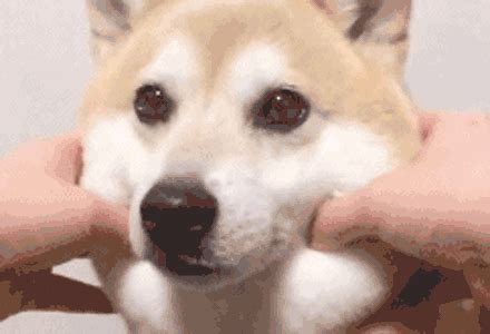 为什么狗狗不认主人,人与狗的关系为什么会变淡