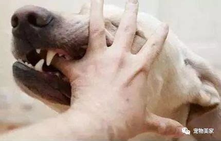 狗狗为什么喜欢咬自己的尾巴,为什么狗喜欢啃我的手