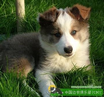 边境牧羊犬为什么有黄白色,如何去挑选苏格兰牧羊犬