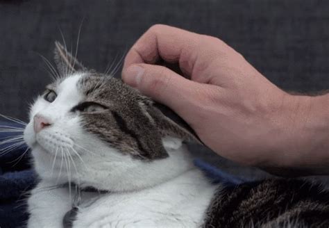 猫咪为什么喜欢咬手,狸花猫为什么喜欢咬你的手