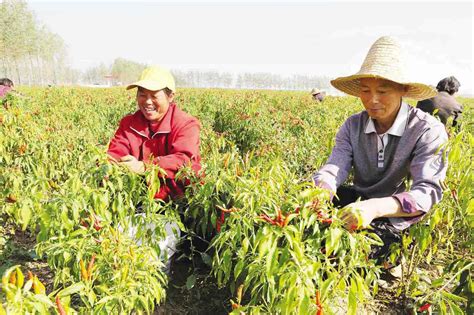 同大镇土地流转有多少,庐江湿地生态经济