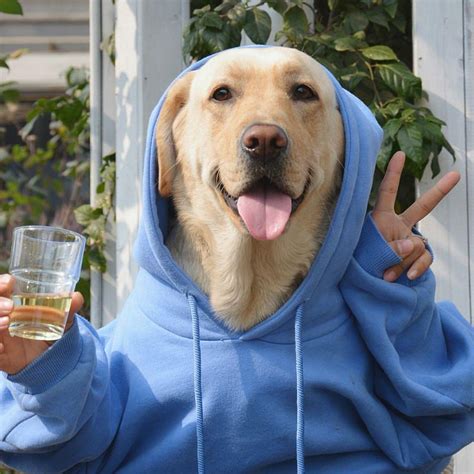 柴犬不听话怎么办,小狗性格不好怎么办