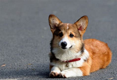 为什么 卖柯基犬的少,而柯基犬却很贵