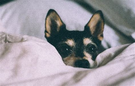 狂犬病打针多少钱,人用狂犬病疫苗多少钱