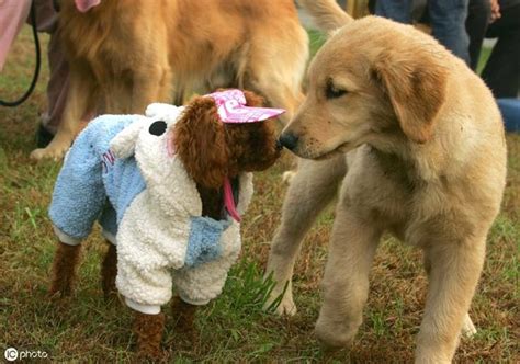 有的猫咪为什么总爱舔屁股猫总用屁股对着主人的脸,猫总舔屁股用点什么药