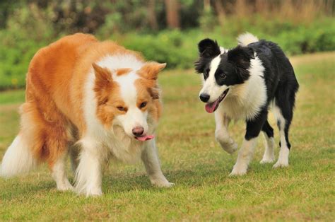 陨石色边境牧羊犬,边境牧羊犬要多少