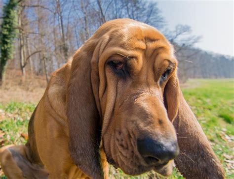 犬有多少种类,狗和犬有什么区别