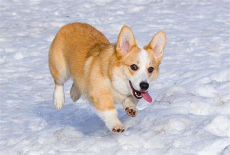 养一只泰迪需要花多少钱小泰迪犬大概多少钱一只,泰迪狗修剪一次多少钱一个