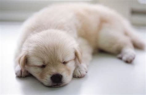 狗狗喜欢睡床上的原因,6个月大小狗为什么特别喜欢睡觉