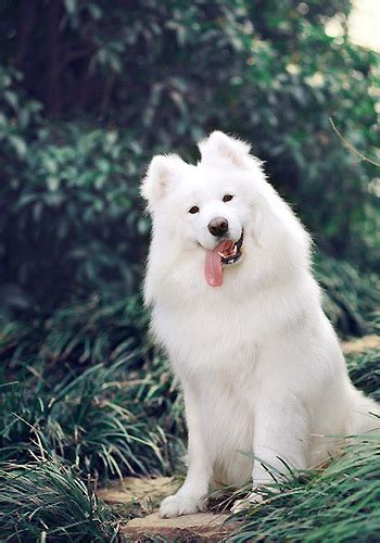 萨摩耶犬适合吃什么,萨摩耶吃什么狗粮好