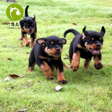 贪吃的惠比特犬被卡在零食包装袋里,惠比特犬价格 惠比特犬多少钱一只