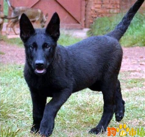 东德牧羊犬多少斤,小东德牧羊犬多少钱