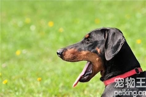 怎么挑选杜宾犬,杜宾犬幼犬多少钱一个