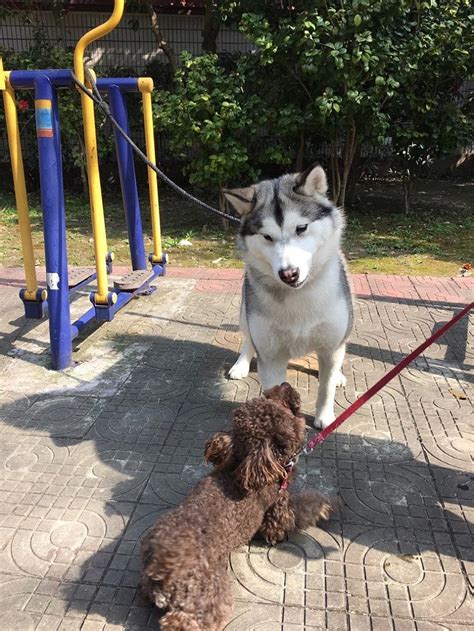 宠物狗拉肚子了怎么办,家里狗狗拉肚子怎么办