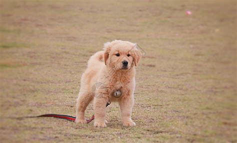 养博美犬有什么注意事项需要注意什么,博美犬脱皮肤不好什么办