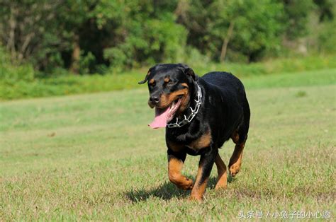 大型犬怎么运回家,怎么样运大型犬