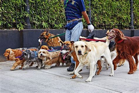 狗为什么爱蹭人,泰迪犬为什么喜欢蹭人的腿呢