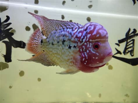 观赏鲷鱼有多少品种,青岛鲷鱼知多少