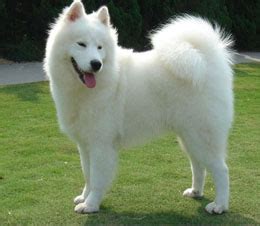 萨摩耶狗是什么样子的,寿命不长的萨摩耶犬